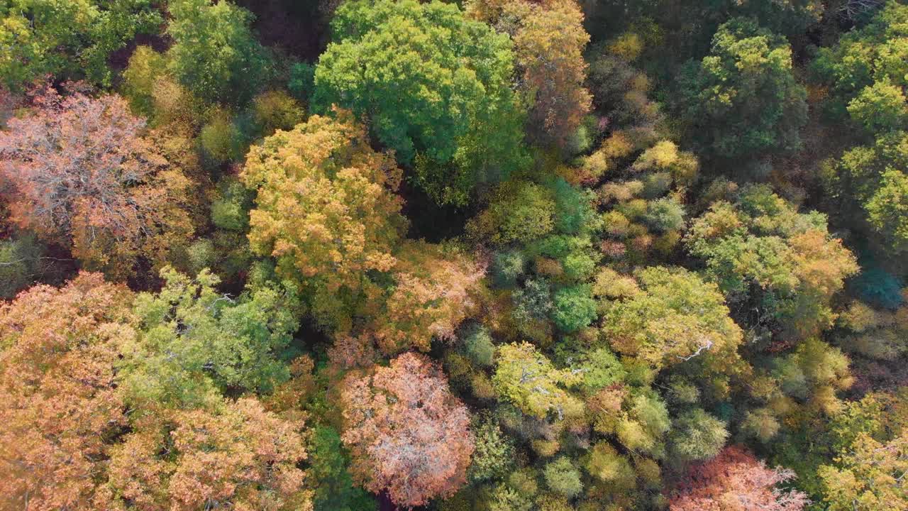 dron aéreo 4k avanzando sobre árboles de otoño otoñales y camino de color rojo