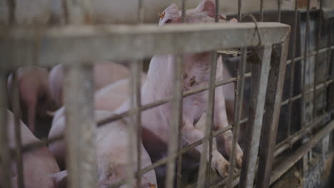 pigs in a farm pen