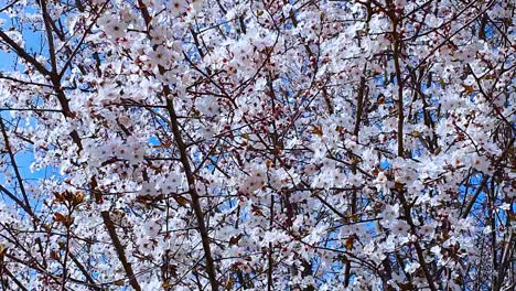 The-wind-blows-through-the-branches-of-the-cherry-tree