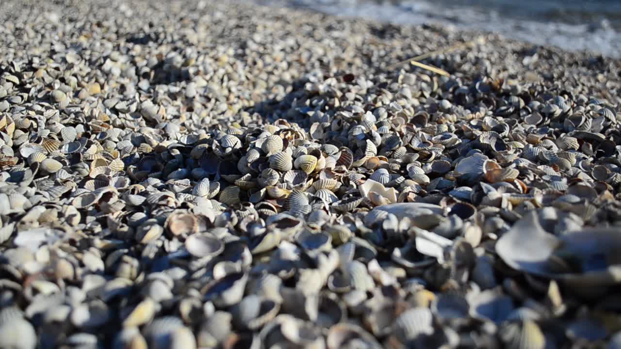 Conchiglie e mare. Spiaggia marina e conchiglie