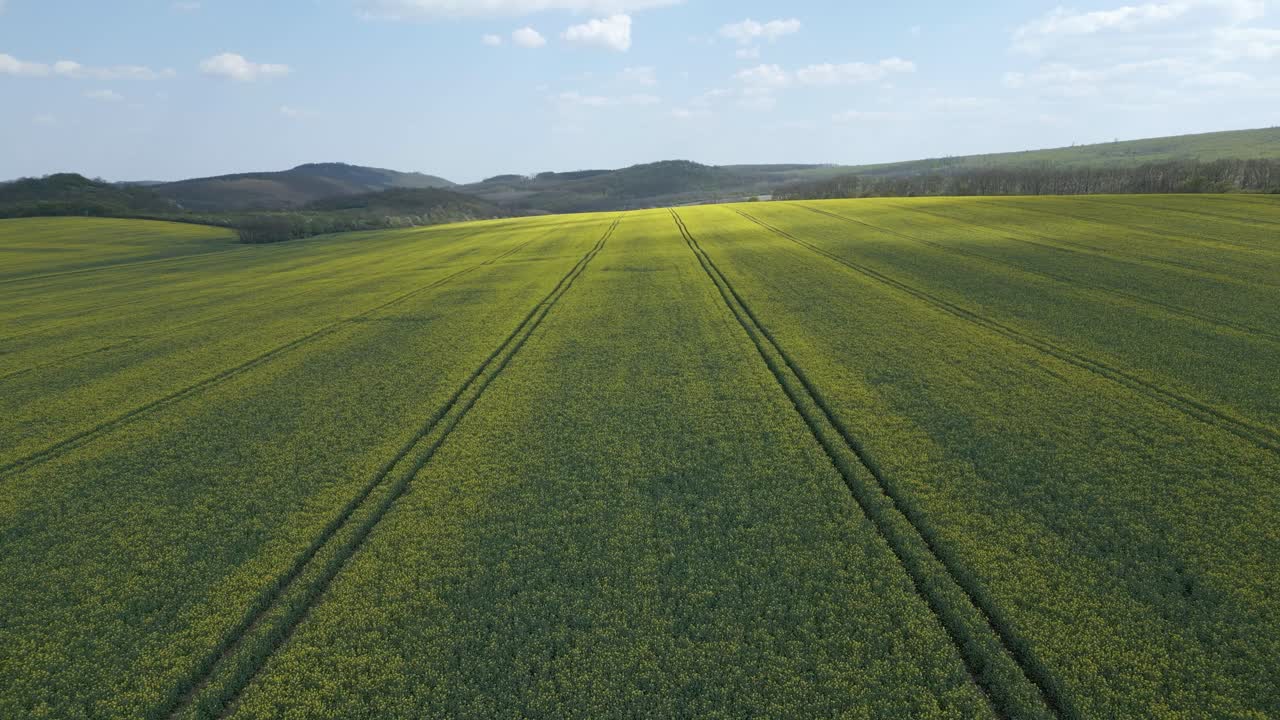 volando sobre un campo de colza en un día soleado