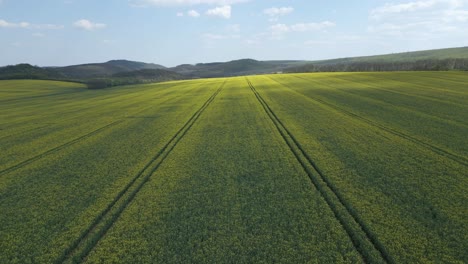 flying over a rapeseed field on a sunny day