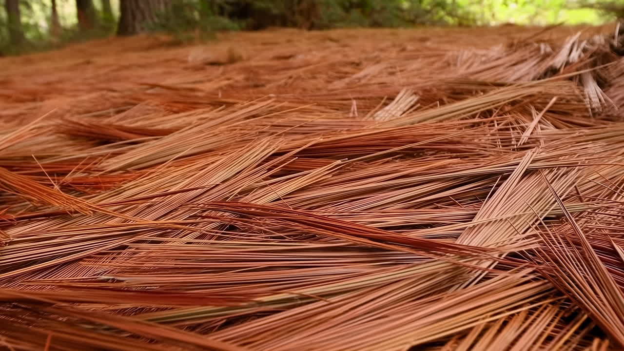 Primo piano di tappeto di aghi di pino nel bosco, aghi marroni caldi stratificati sul suolo della foresta, luce soffusa e diffusa