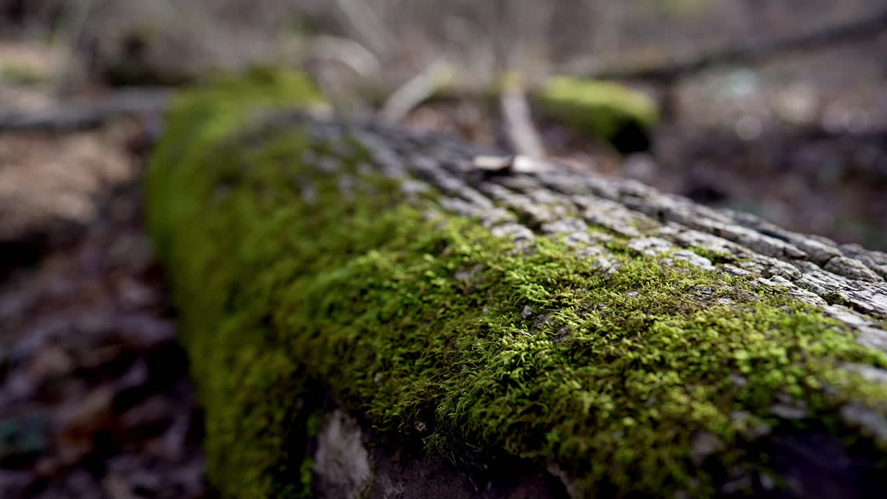 Scatto macro di muschio cresciuto su un tronco nel bosco