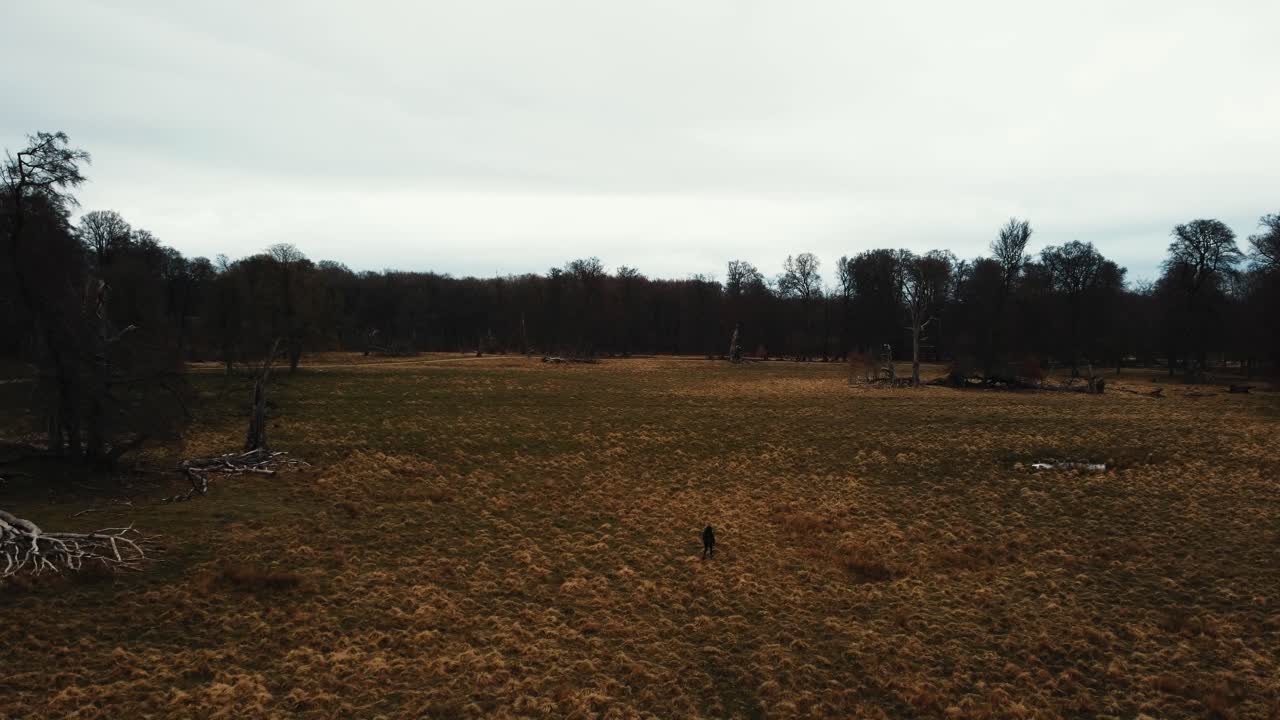 vista aérea de una niña caminando sola en el parque de ciervos dyrehaven en copenhague, dinamarca