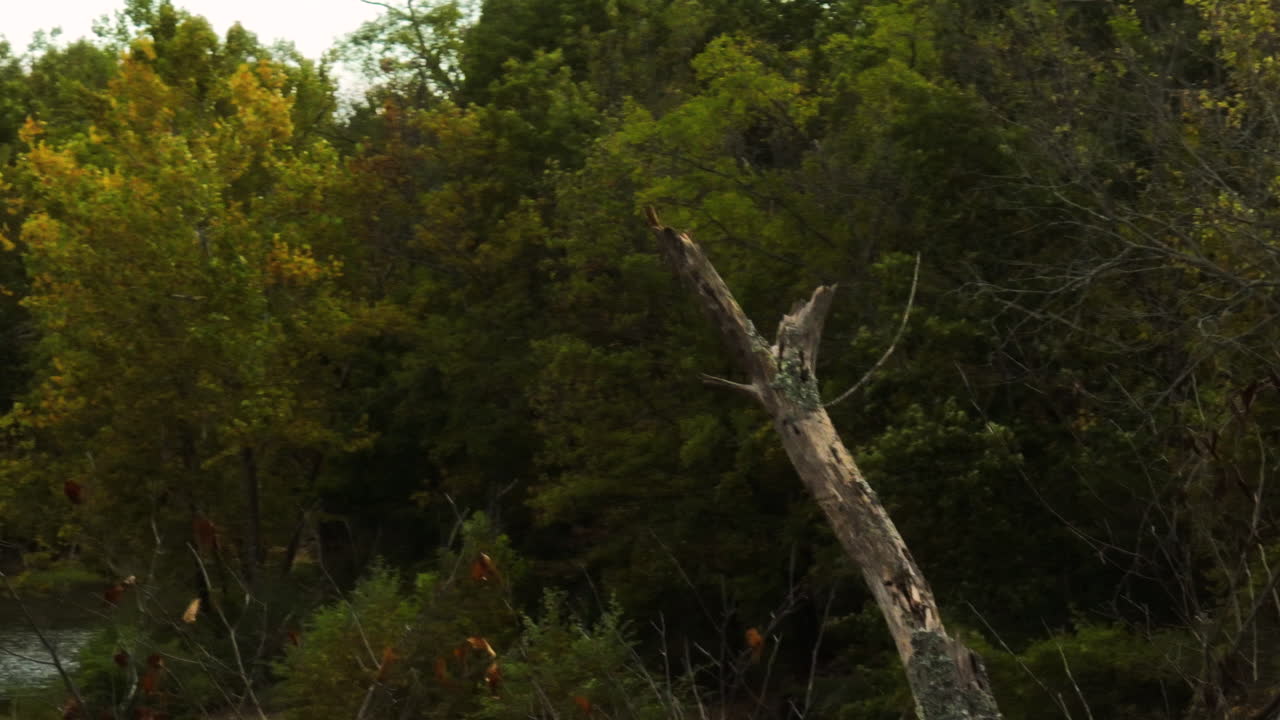 Dead Tree Trunk On The Rivershore With Dense Forest Near Durham, Arkansas, United States