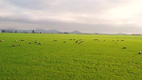 Luftaufnahme-Von-Schafen,-Die-Auf-Einem-Feld-Mit-Grünem-Gras-Grasen