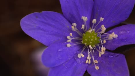 hepatica nobilis flower with violet sepals sprinkled with pollen from stamens