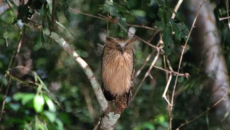 buffy fish owl, ketupa ketupu sunlight reflected by water to its body as it looks down and winks its right eye, khao yai national park, thailand