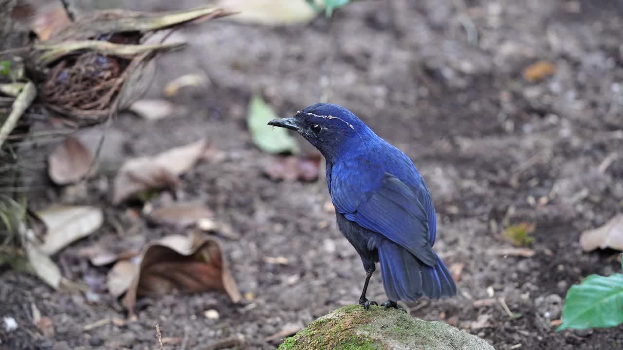 파란색 자바 휘파람 새 (myophonus glaucinus) 가 바위 위에 앉아 리를 흔들고 있다