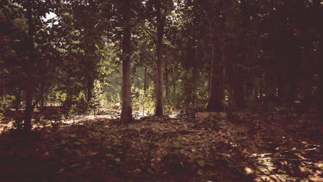 misty beech forest on the mountain slope in a nature reserve