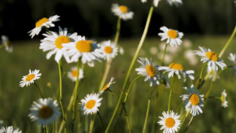 beautiful daisy field in summer