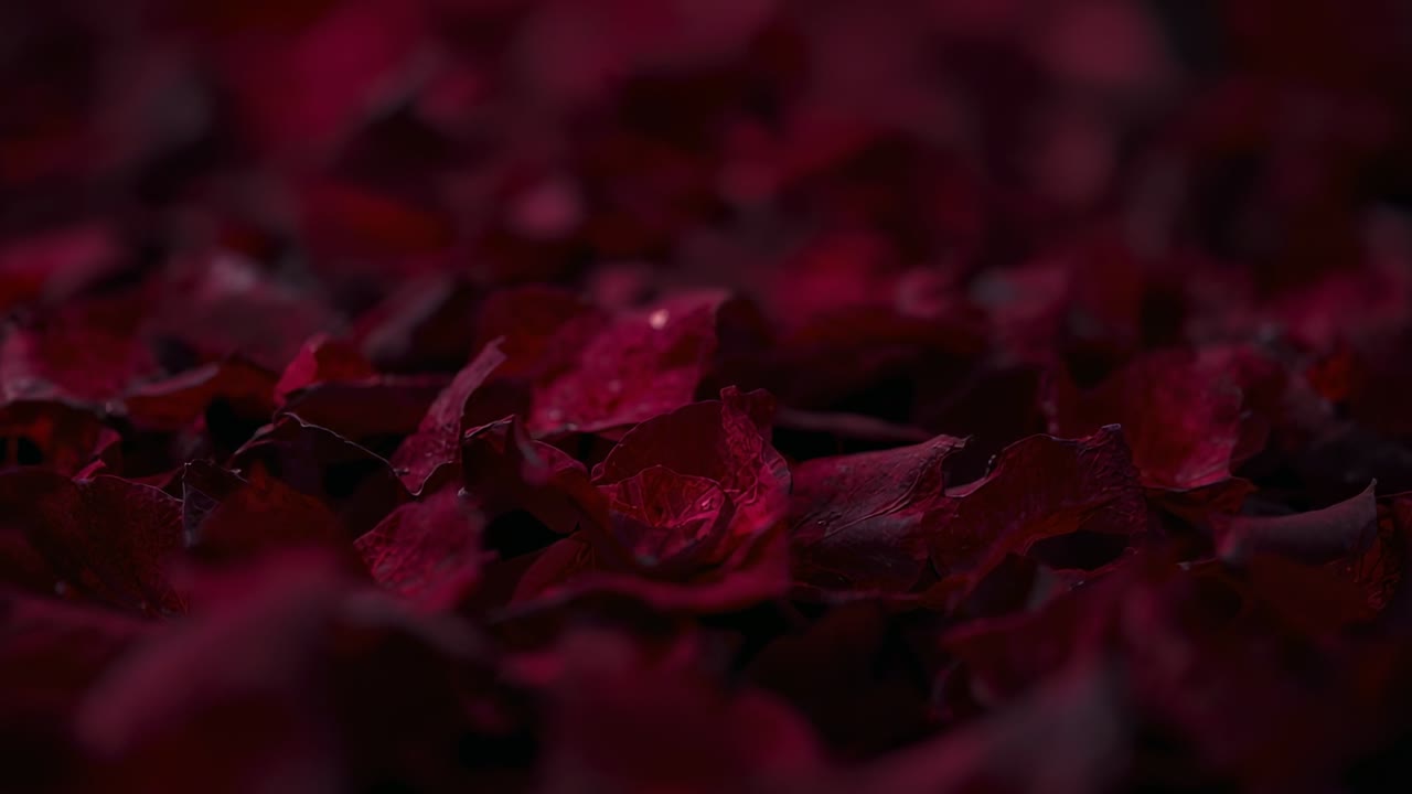 Pulling focus, macro camera revealing dark red rose petals' texture, veins and droplets in studio