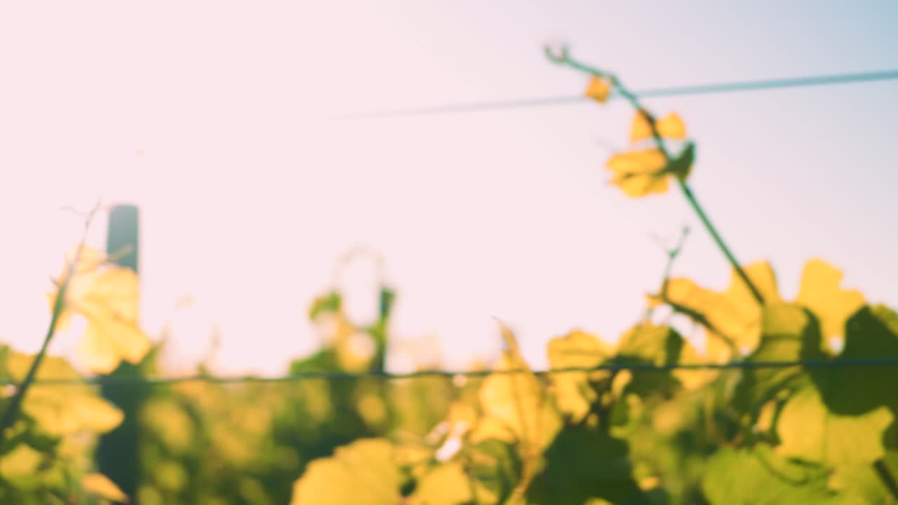 뉴질랜드 와이파라에 있는 포도원에서 낮 동안 햇볕에 목욕하는 포도나무 줄의 패닝 샷