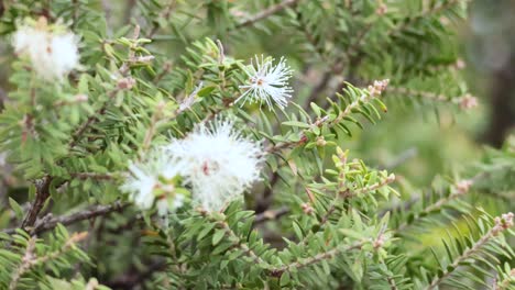 close-up of melaleuca howeana plant in bloom