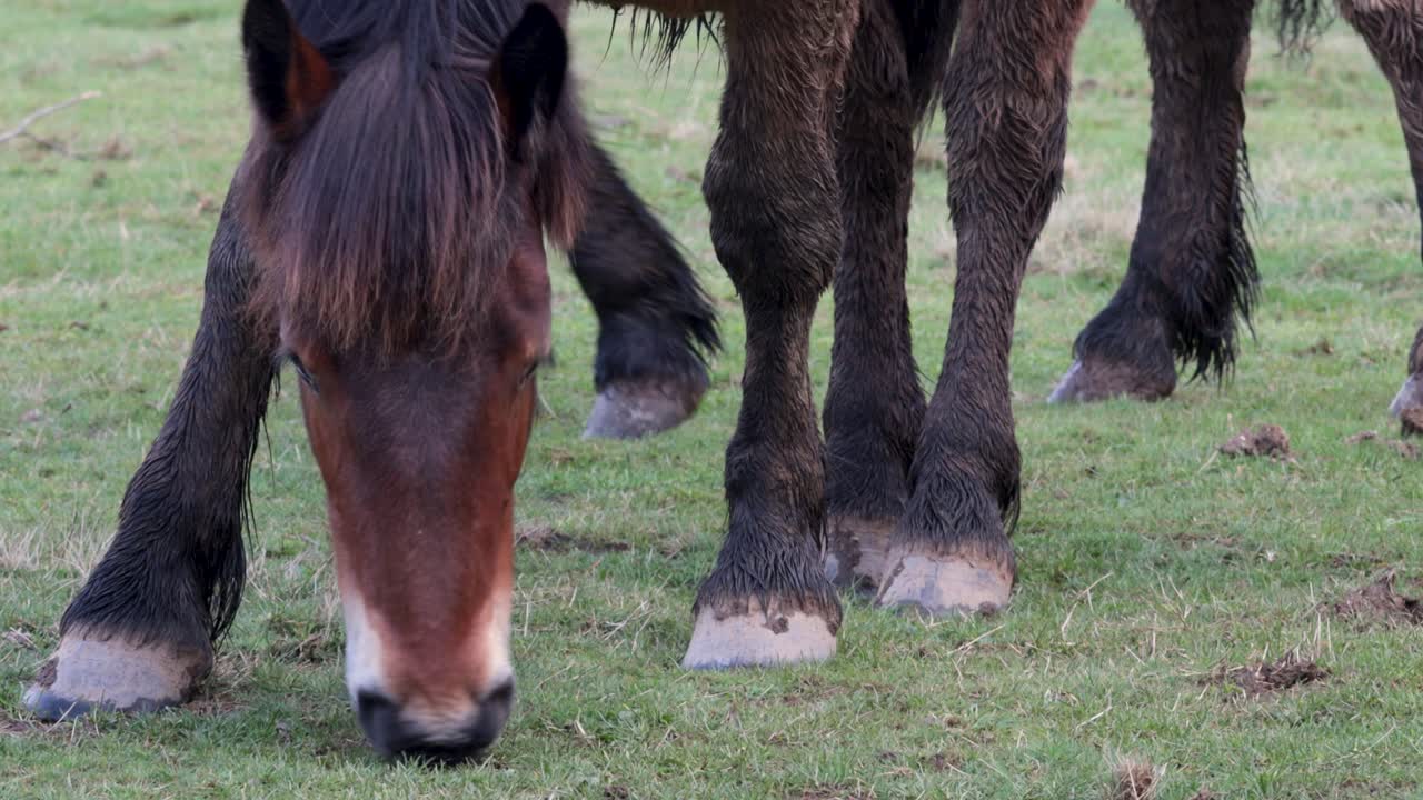 caballo adulto con pelaje oscuro pastando en el prado junto a otros caballos libres