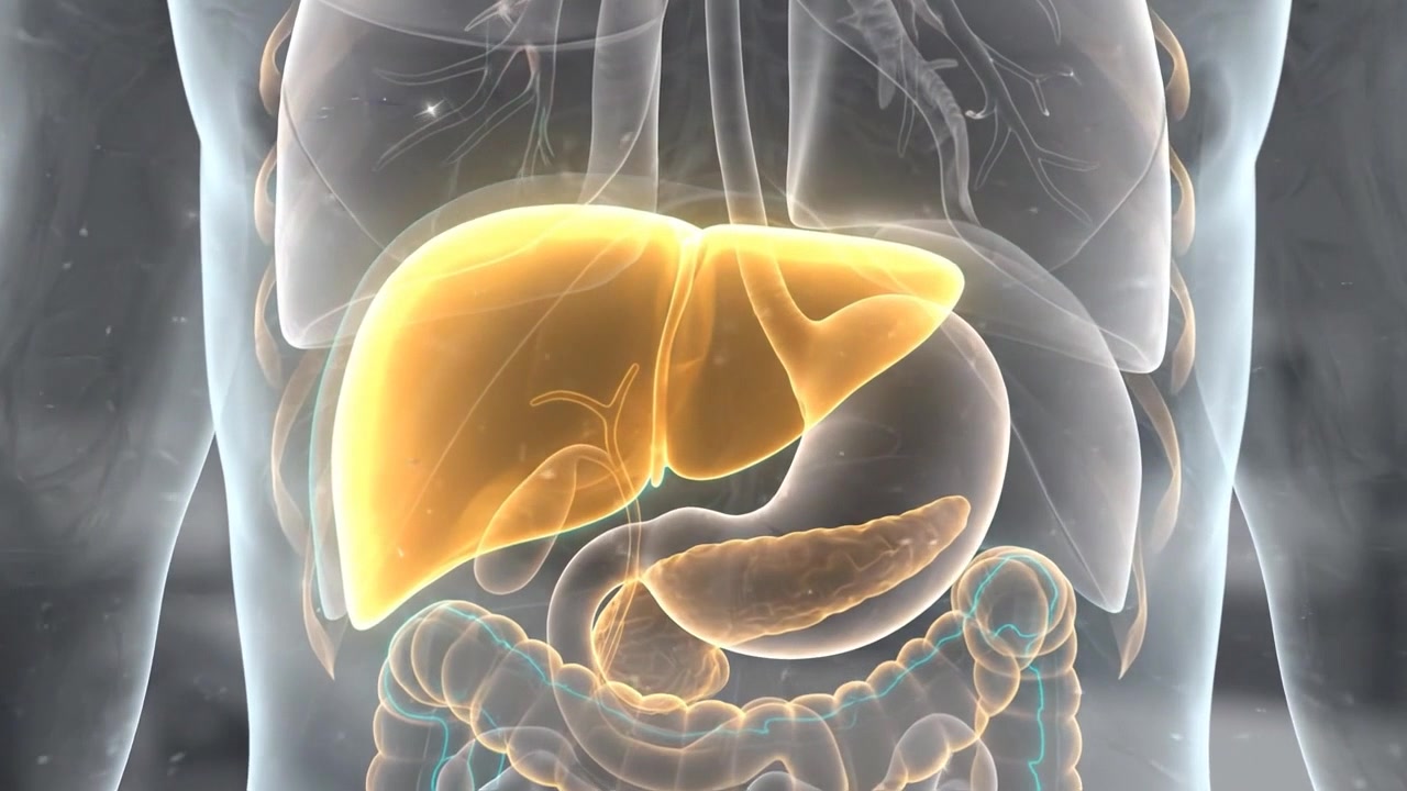 Human liver and digestive organs highlighted inside transparent torso visualization