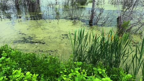 a serene wetland landscape featuring lush greenery, marsh plants, and a tranquil water surface covered with algae and reflections of surrounding nature