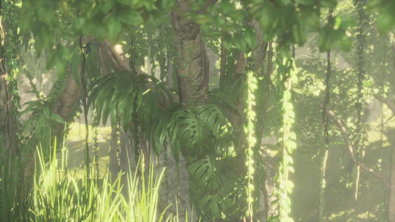 luz de la mañana en el hermoso jardín de la selva