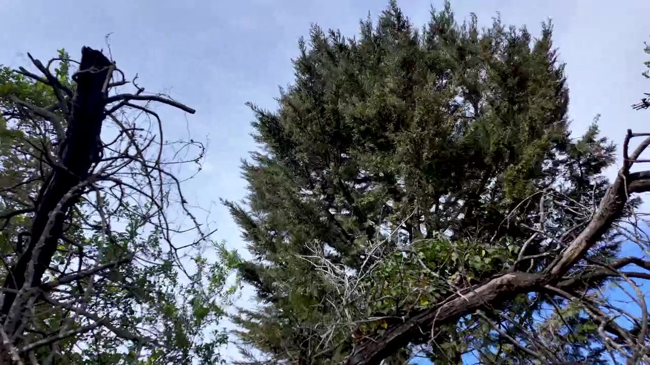 Un timelapse cattura il sereno movimento delle nuvole mentre fluttuano attraverso l'intricata rete di rami d'albero e il fogliame verde vibrante. La telecamera si sposta verso l'alto, offrendo una prospettiva unica.