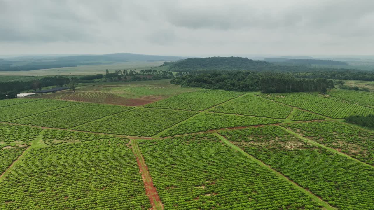 Drone aerial landscape view crop yerba mate plantation on sustainable farmland agriculture field Santa Mar&iacute;a Misiones Catamarca Argentina South America