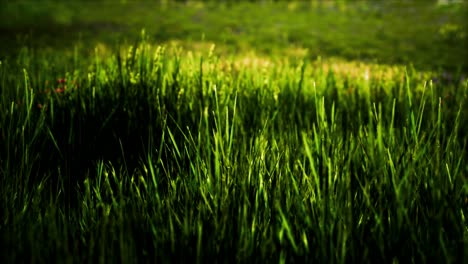 Feld-Mit-Grünem-Gras-Und-Wilden-Blumen-Bei-Sonnenuntergang