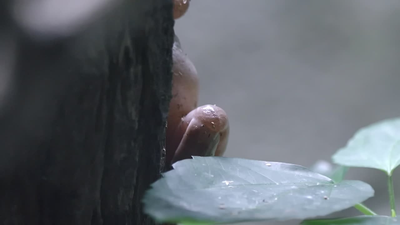 열대 숲의 나무 줄기 뒤에 있는 흰색 청개구리