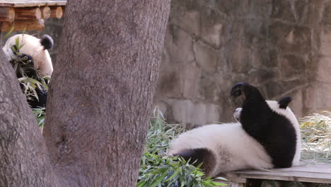 a close up of a panda eating