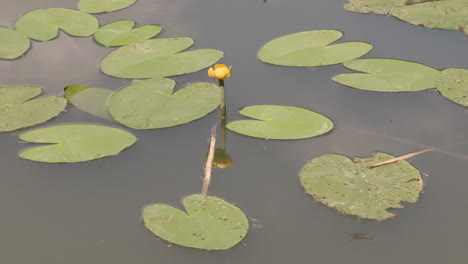 Lirio-De-Agua-Amarillo-En-El-Estanque-Sucio-Bajo-El-Sol-De-Verano