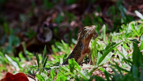 Oriental-Garden-Lizard,-Calotes-versicolor,-on-the-grass-looking-around-while-basking-and-facing-the-sun-to-its-left-and-moves-forward-a-little-then-looks-towards-the-camera