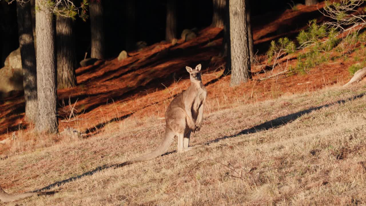 A full-grown kangaroo stands tall while chewing freshly pulled grass during a golden Canberra morning