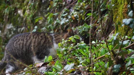 tabby cat exploring the woods