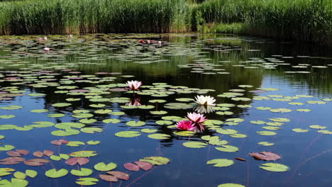 pink and white water lilies in a pond