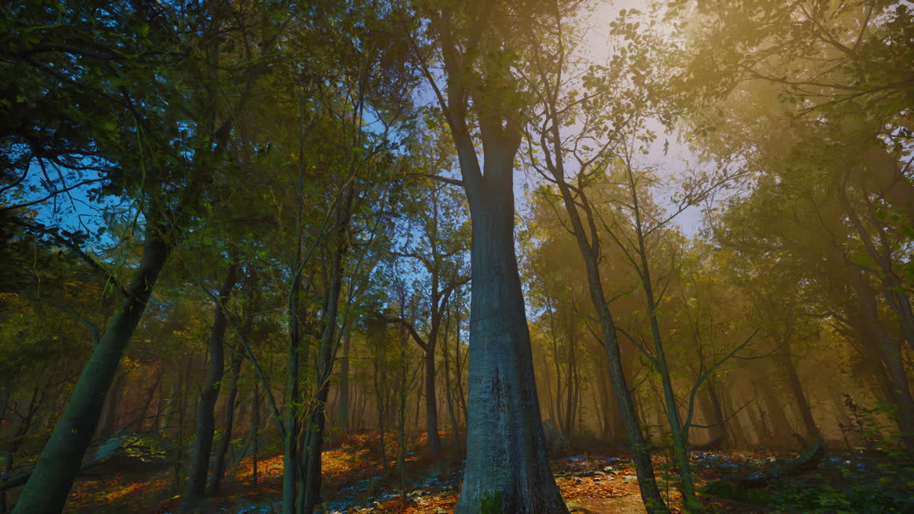 bosque de otoño brumoso
