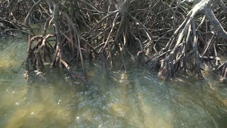 Raíces-Del-Bosque-De-Manglares-Con-Mar-De-Marea-En-Tailandia