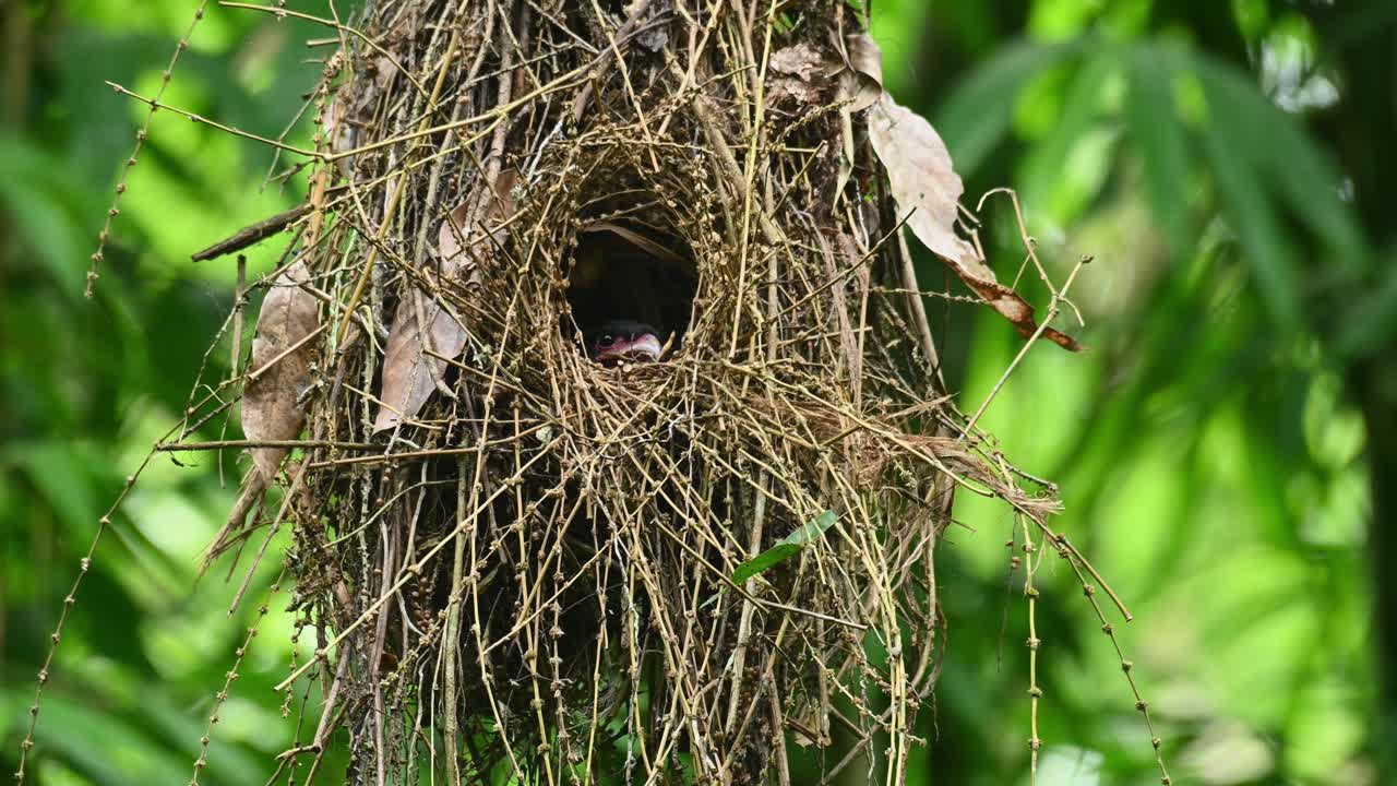 Dusky Broadbill, Corydon sumatranus