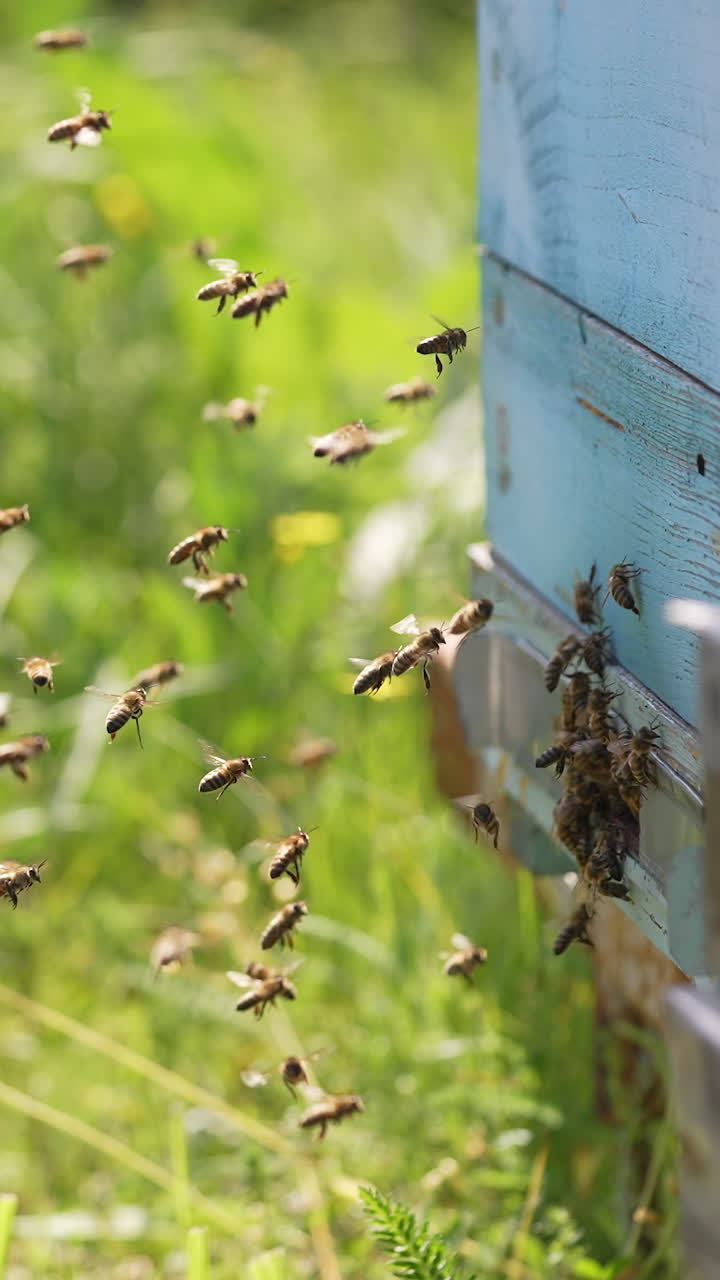 Bees flying around the honeycomb. Swarm of honey bees flying in apiary