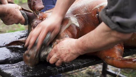 pork snout freshly killed and scorched being cleaned and prepared for dismembering - close up