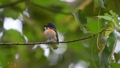 banded kingfisher lacedo pulchella, kaeng krachan national park, thailand, a male fledgling seen from its front side perched on a branch looking around