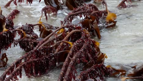 primer plano de una cama de algas marinas expuesta en marea baja