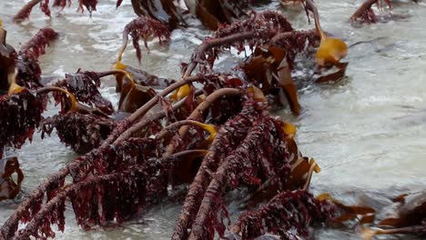 closeup of kelp bed exposed at lowtide