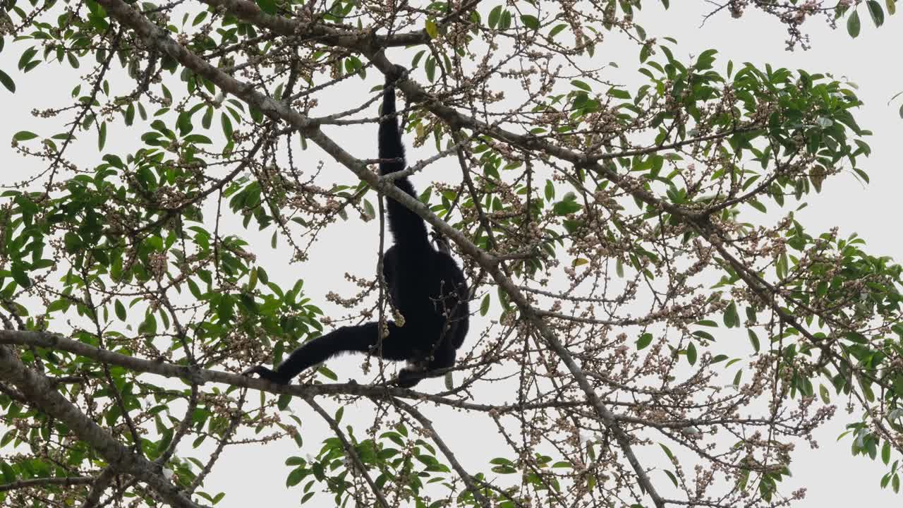 colgando de su espalda, se da la vuelta y extiende sus piernas a través de la rama para equilibrar exponiendo sus genitales masculinos, gibón pileado hylobates pileatus, tailandia