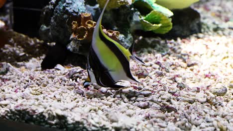 peces tropicales que nadan alrededor del arrecife de coral