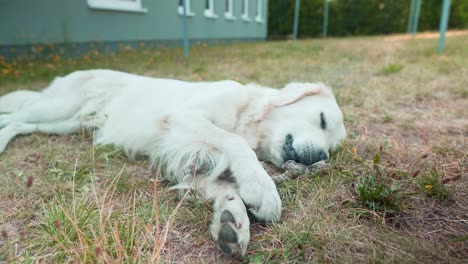 cerca de un perro blanco jugando con un juguete en la hierba