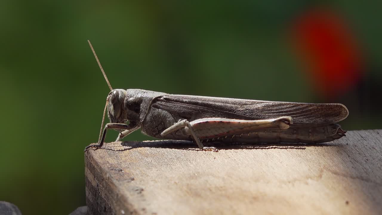 Cavalletta femmina che pulisce l'antenna con la zampa anteriore, scatto macro 4K 24p