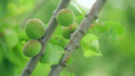 Nueva-Fruta-Verde-De-Albaricoque-En-Ciernes-En-Una-Rama-De-árbol-Exuberante,-De-Cerca