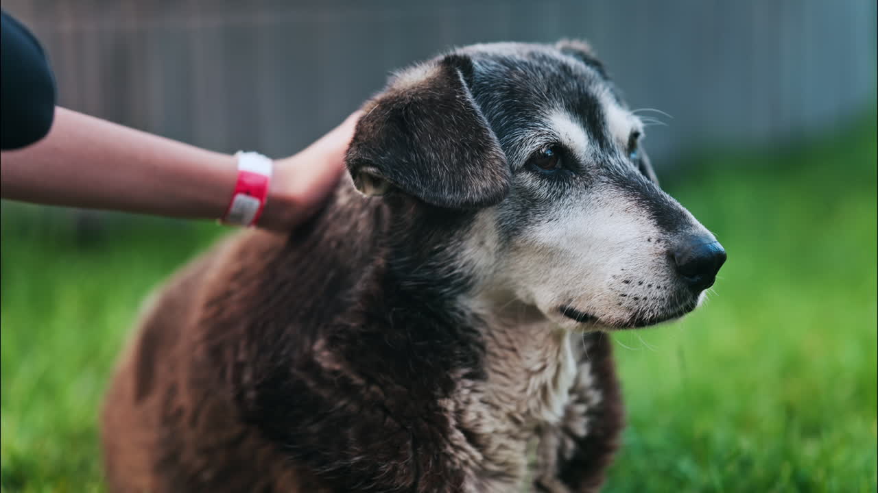 Close up of a woman's hand petting a black and brown, stray dog sitting on the grass in a park