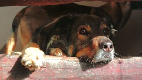 a dog sitting on wooden stairs and looking around