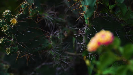 primer plano de una magnífica flor amarilla y roja frente a un cactus