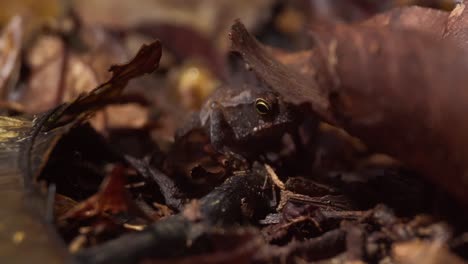 Brown-frog-sits-under-leaf-hunting-insects-with-its-long-tongue